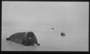 Image of Harp seal on ice. 2 others (dead?) near